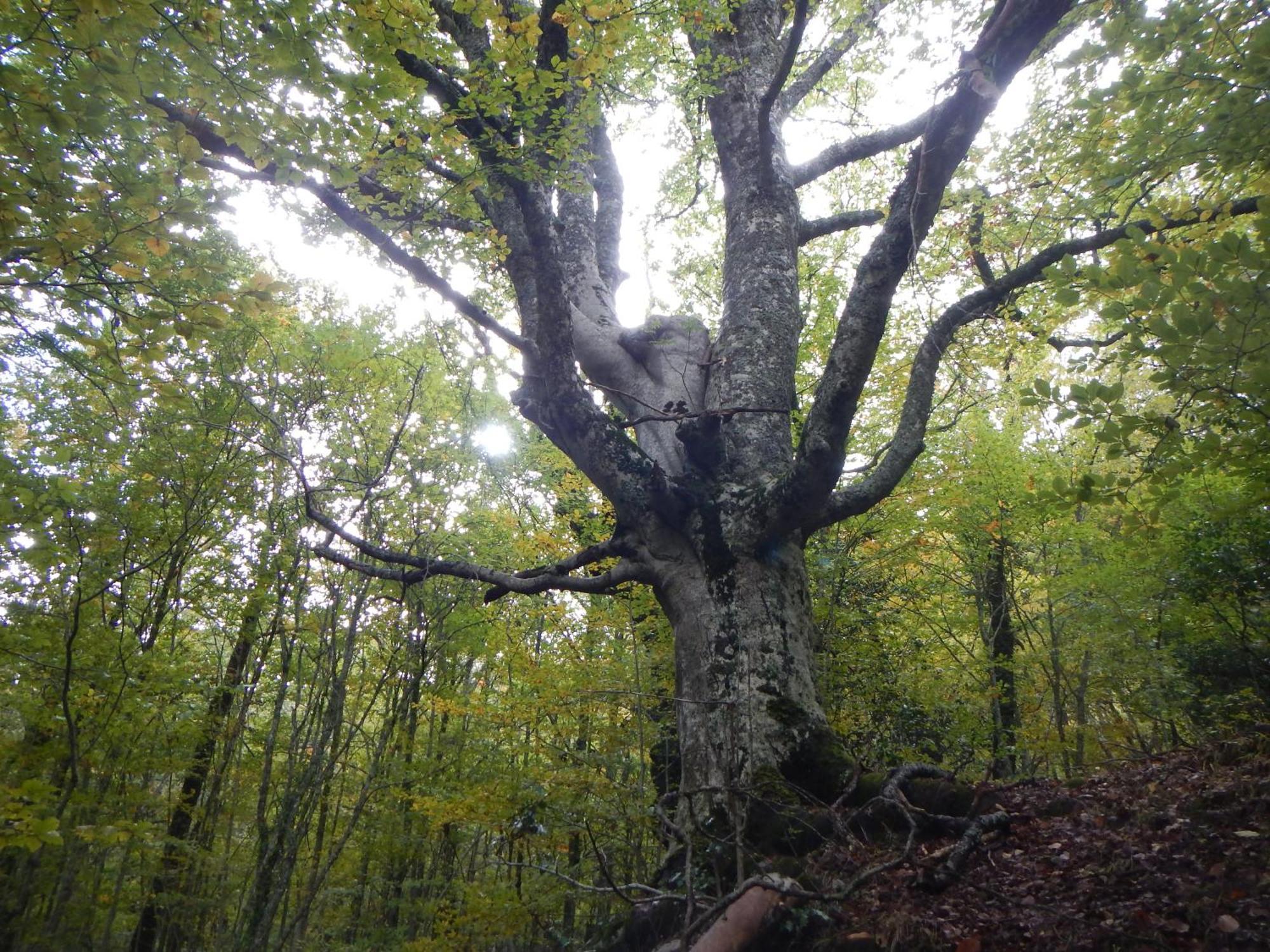 Alojamiento Rural Fuente Del Arca Pradena del Rincon Luaran gambar