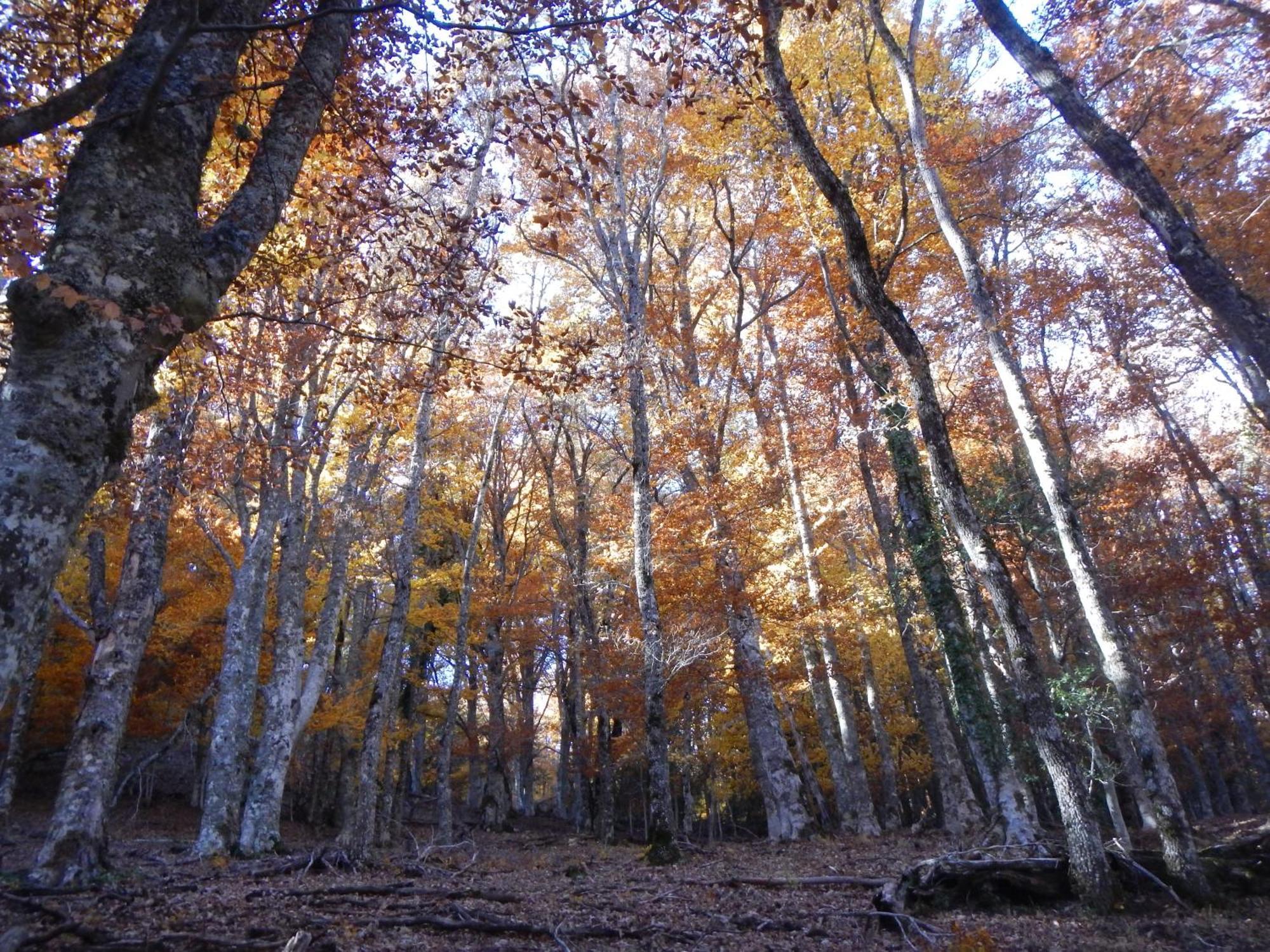 Alojamiento Rural Fuente Del Arca Pradena del Rincon Luaran gambar